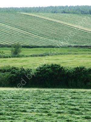 silage fields 